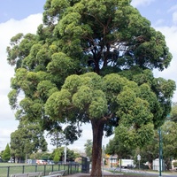 Eucalyptus microcorys